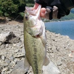 ブラックバス