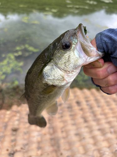 ラージマウスバスの釣果
