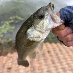 ラージマウスバス