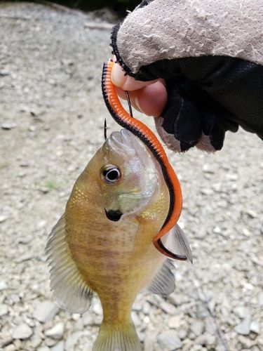 ブルーギルの釣果