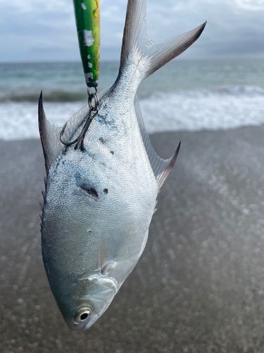 コバンアジの釣果