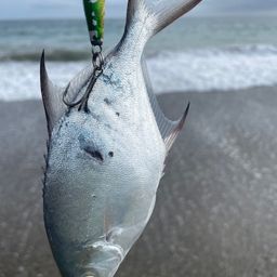 コバンアジ