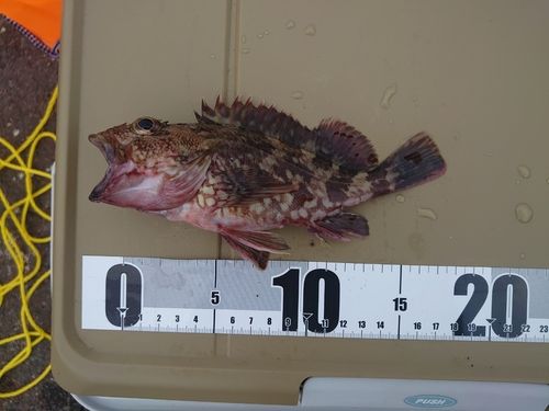 カサゴの釣果
