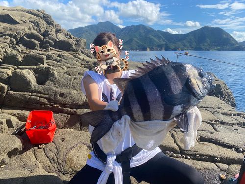 イシダイの釣果