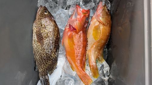 アカハタの釣果