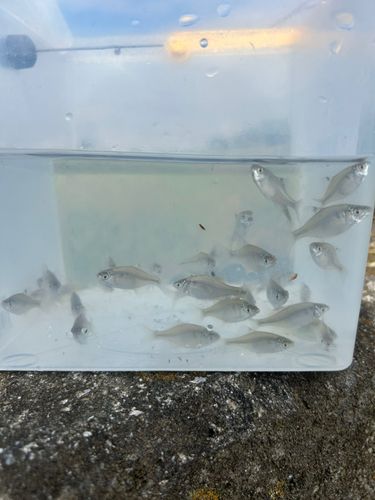 タイリクバラタナゴの釣果