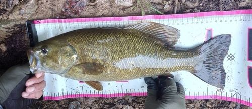 スモールマウスバスの釣果