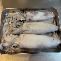 アオリイカ