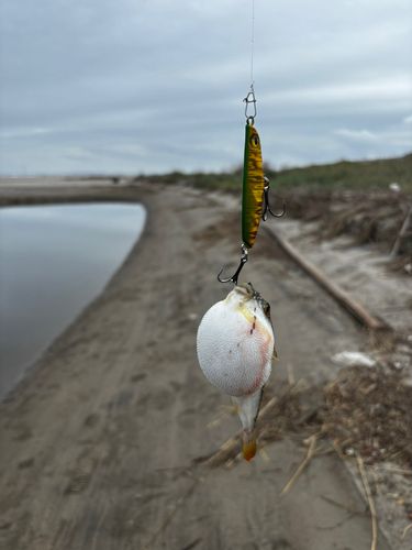 メゴチの釣果