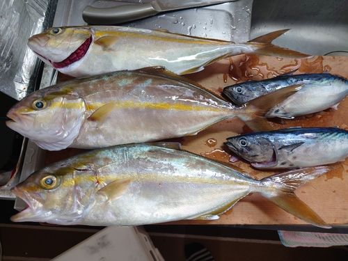 ネリゴの釣果