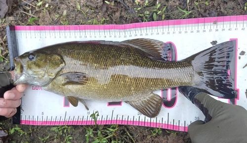 スモールマウスバスの釣果