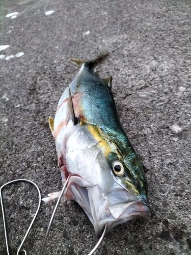 フクラギの釣果