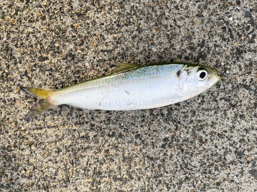 コノシロの釣果