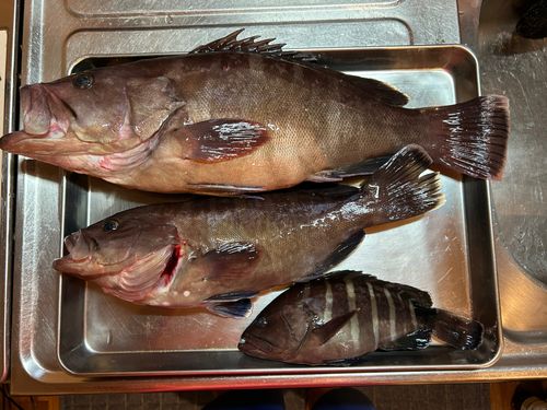 マハタの釣果