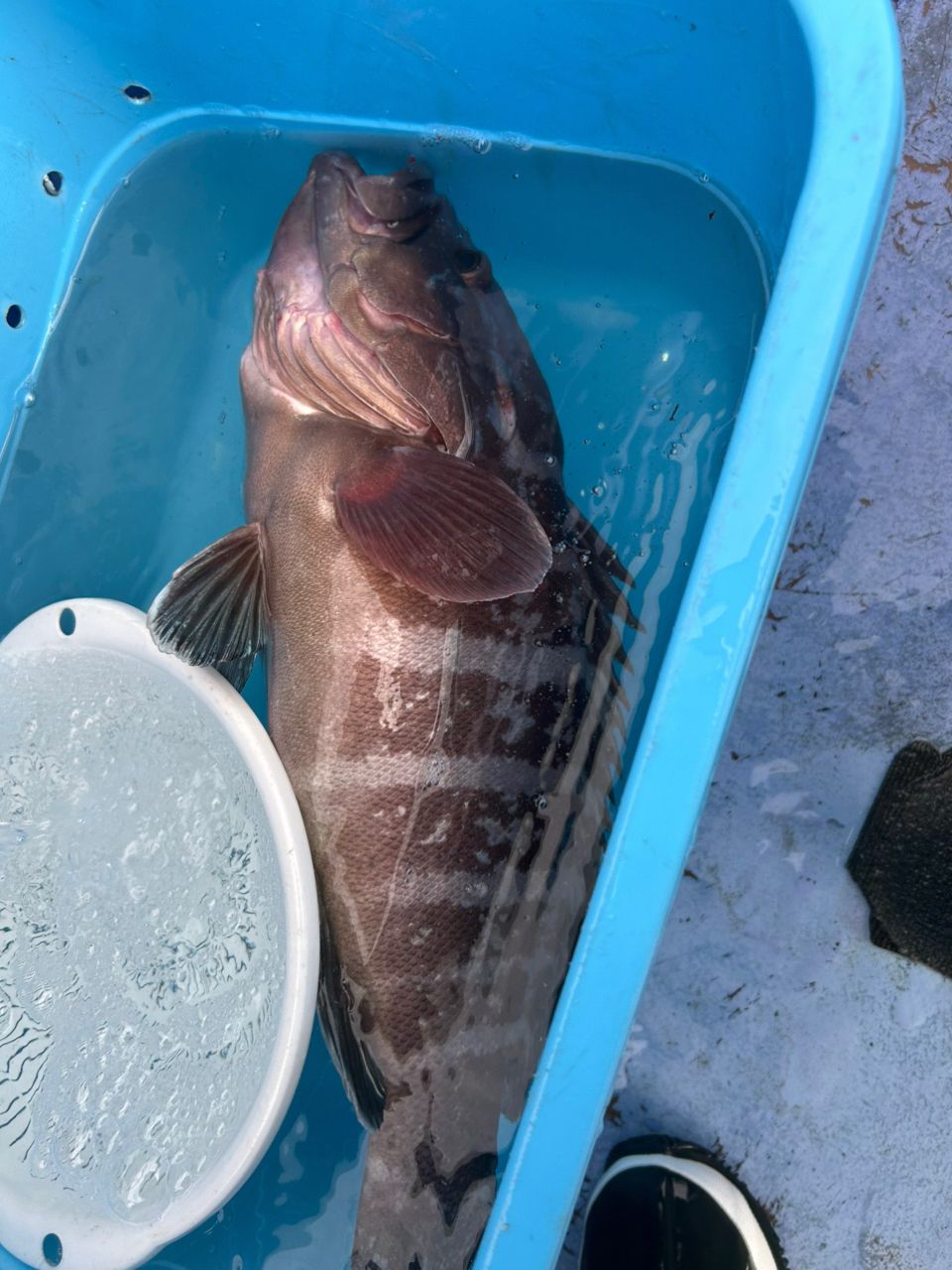 AMFさんの釣果 2枚目の画像