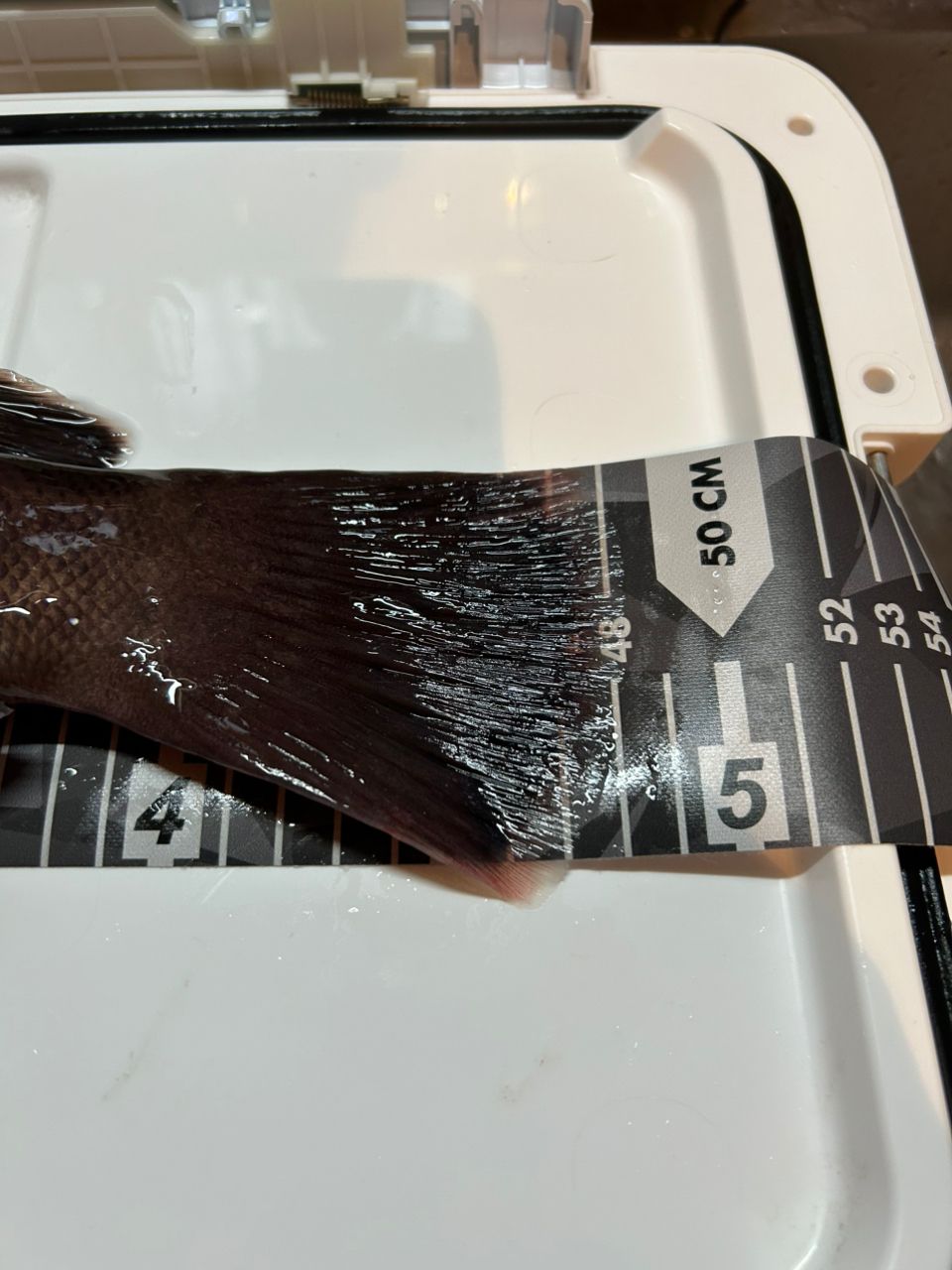 AMFさんの釣果 3枚目の画像