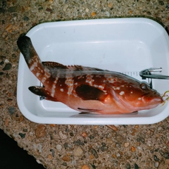 キジハタの釣果