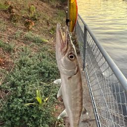 カマス