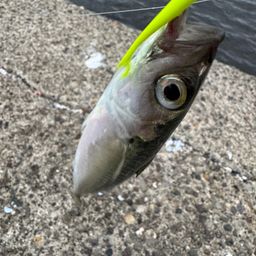 マサバ