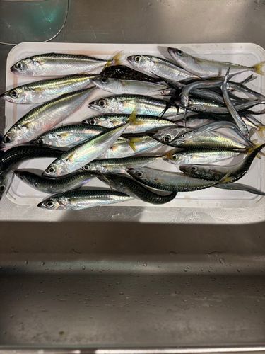 サバの釣果