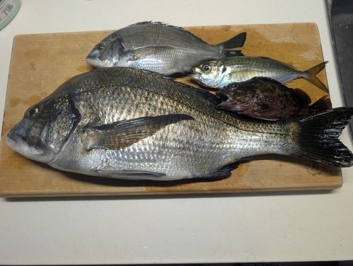 クロダイの釣果