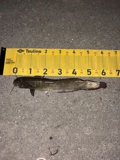 マナマズの釣果