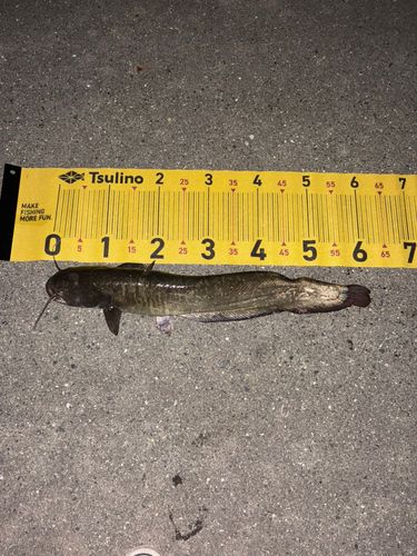マナマズの釣果