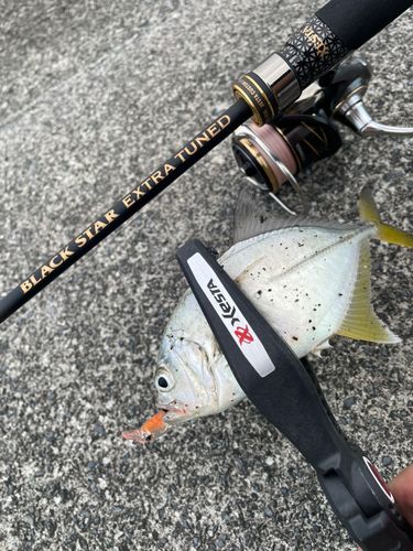 メッキの釣果
