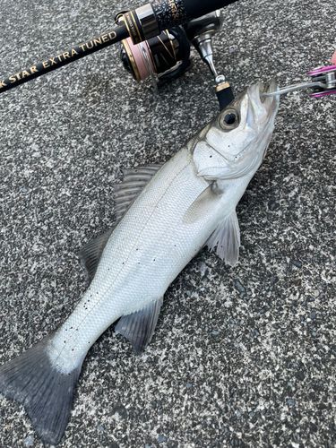 セイゴ（マルスズキ）の釣果