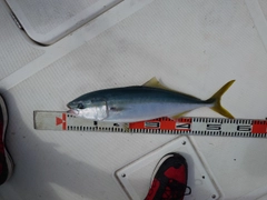 イナダの釣果