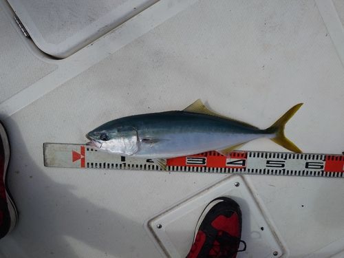 イナダの釣果