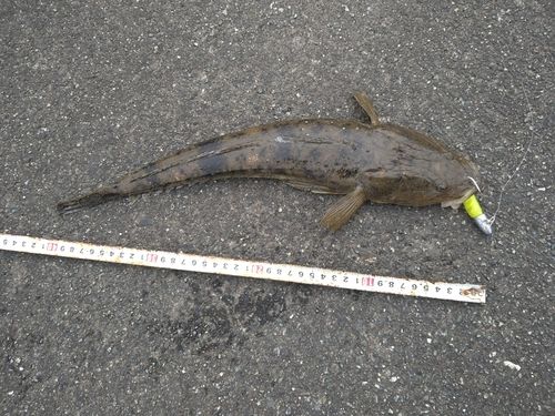 マゴチの釣果