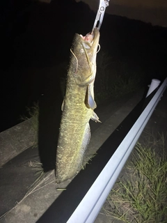マナマズの釣果