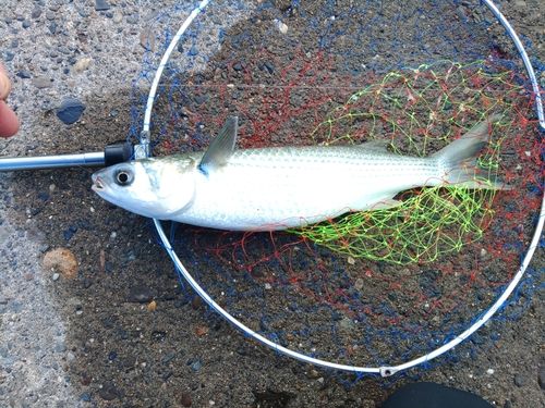 ボラの釣果