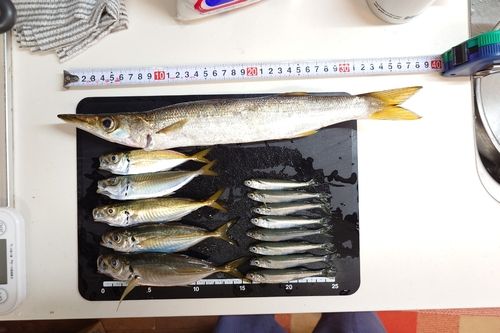 カマスの釣果