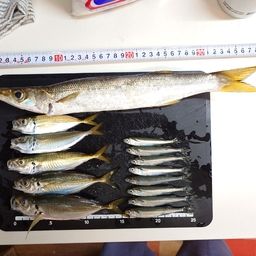 カマス