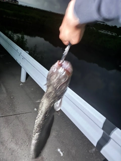 マナマズの釣果