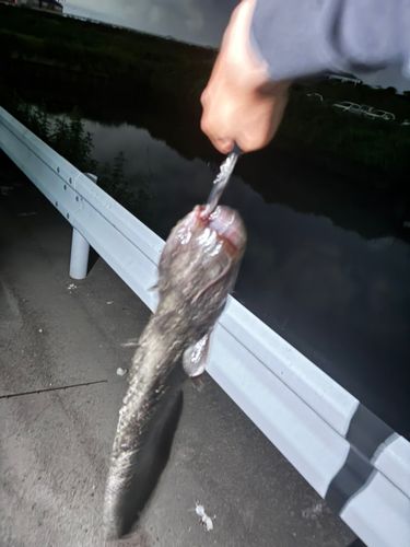 マナマズの釣果