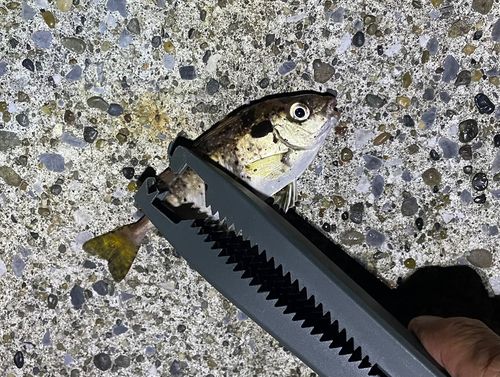 アイゴの釣果