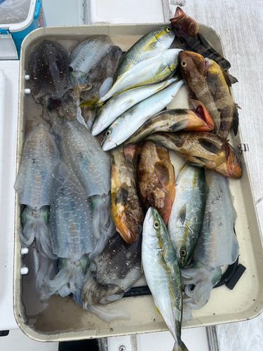 アオリイカの釣果