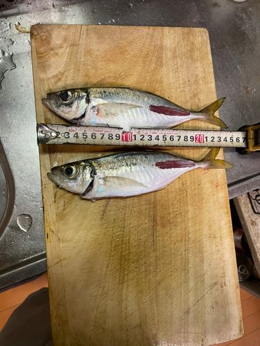 アジの釣果
