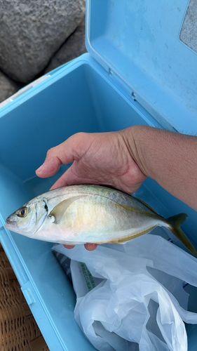 ヘダイの釣果