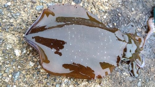 内灘海岸