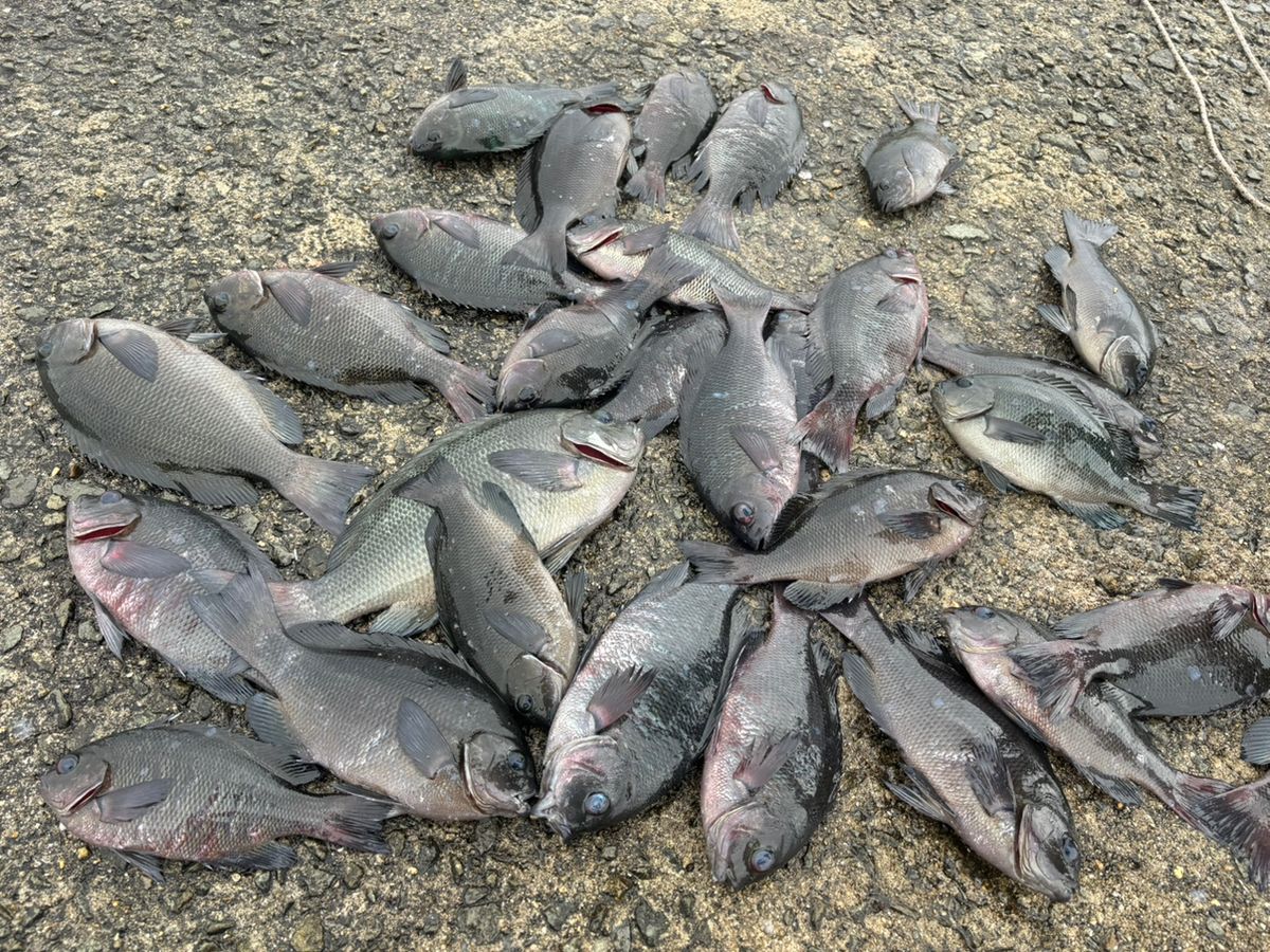 前チンさんの釣果 1枚目の画像