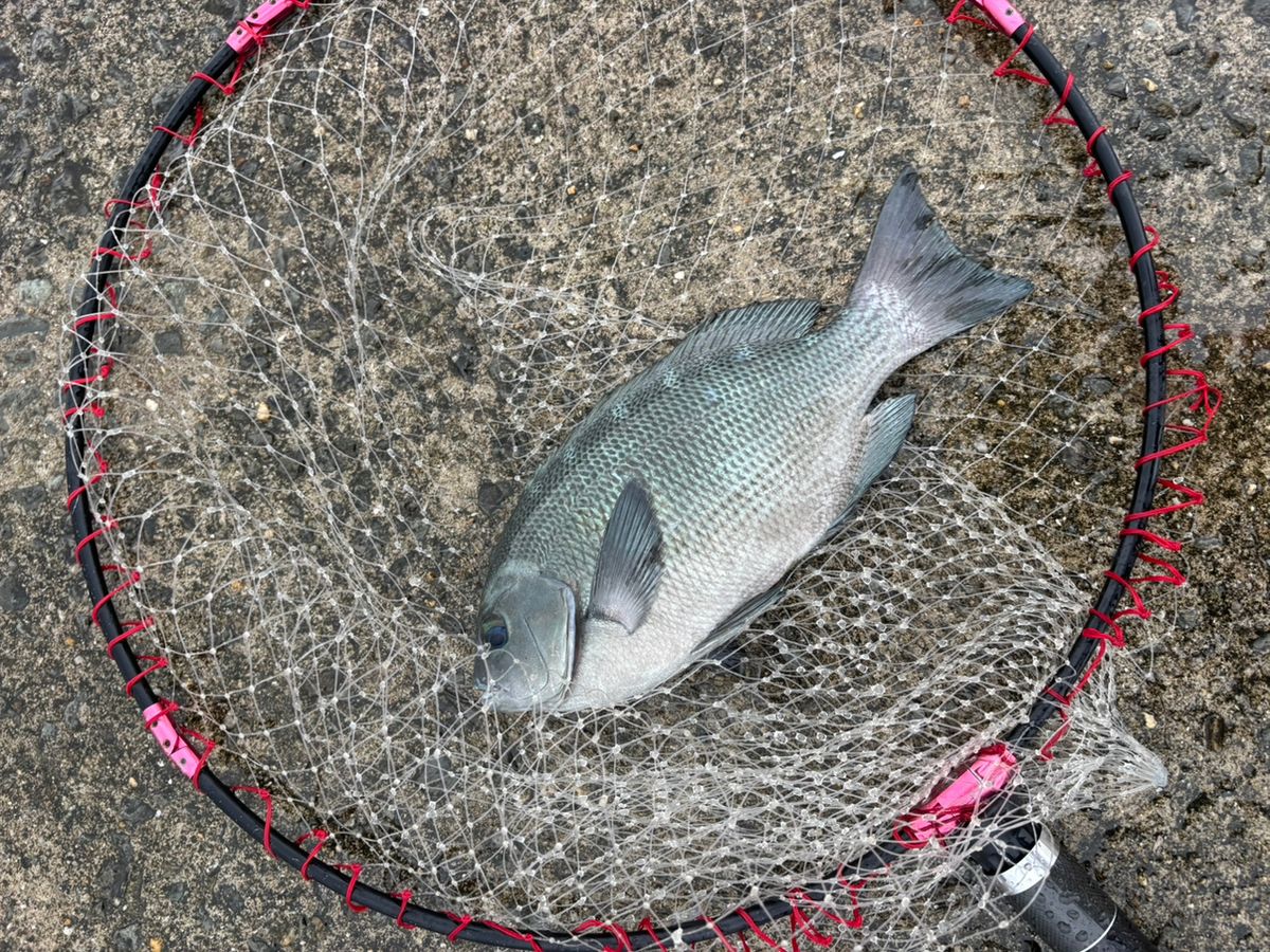 前チンさんの釣果 2枚目の画像