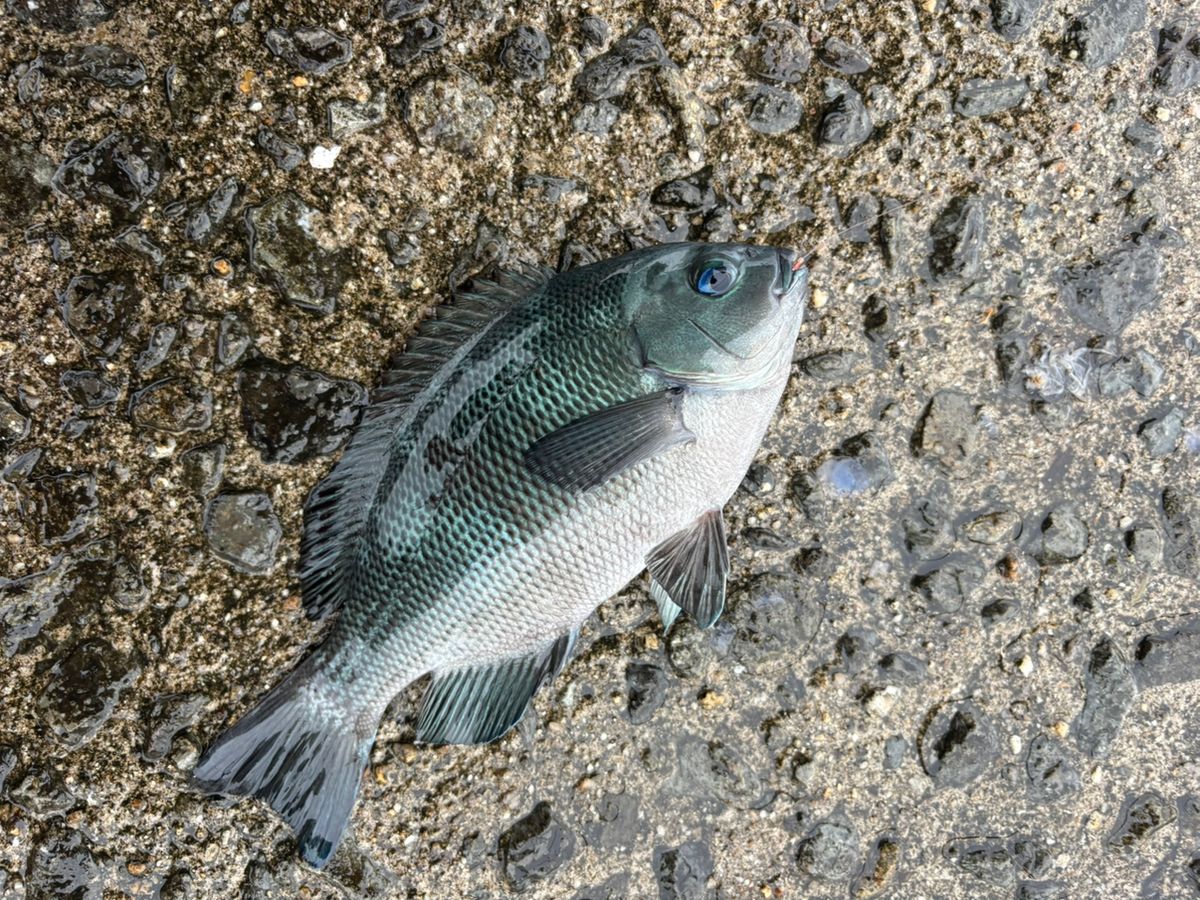 前チンさんの釣果 3枚目の画像