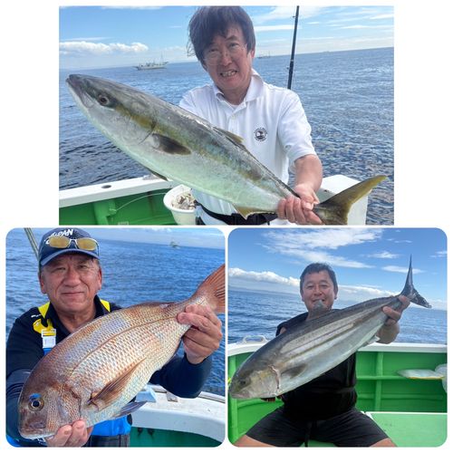 カンパチの釣果
