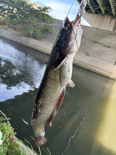 マナマズの釣果