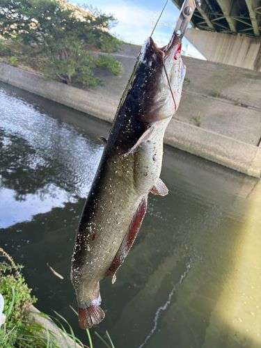 平坂入江