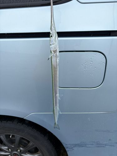 ダツの釣果